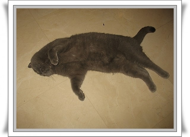 Капуста International, Наступила осень, отцвела капуста...