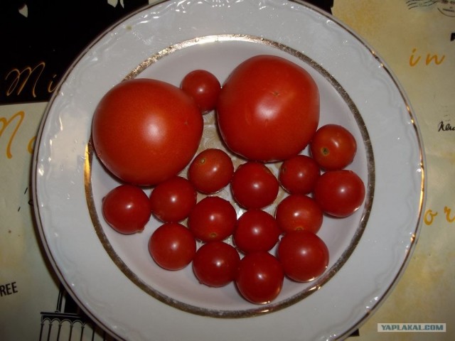 Макароны фаршированные
