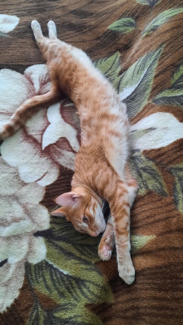 Последний котовторник лета