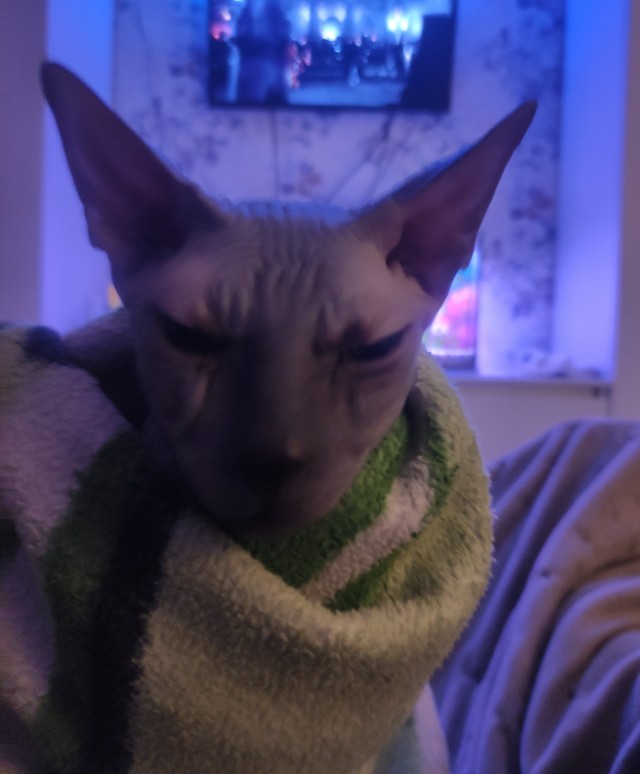 Личинка котэ