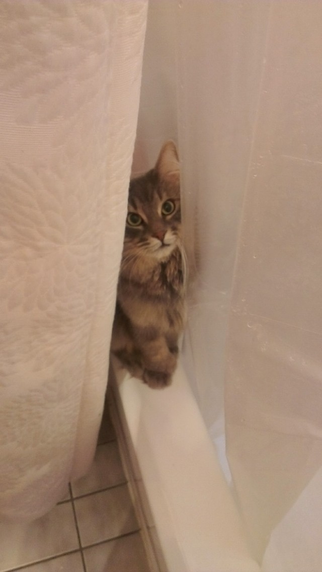Котам начхать на вашу приватность