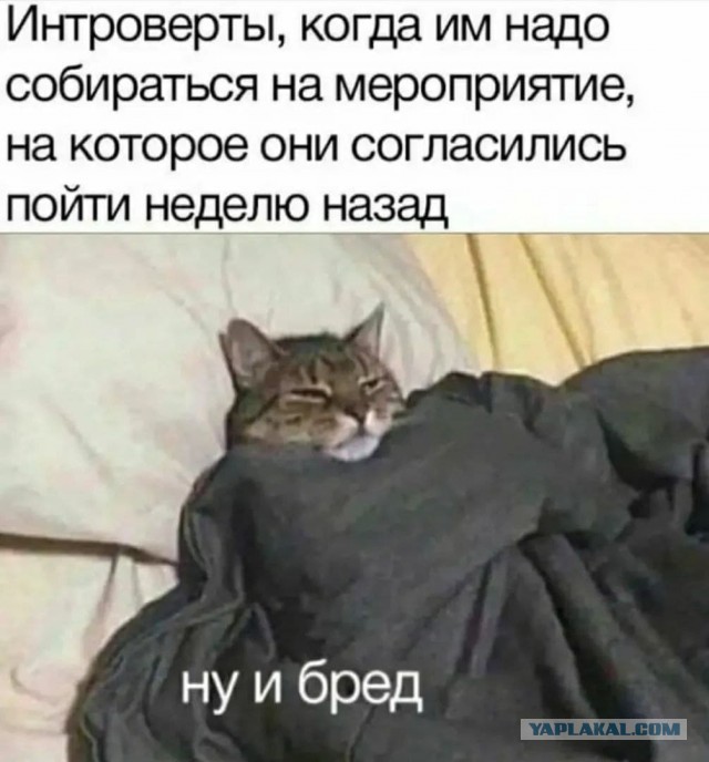 Веселые картинки и видосики