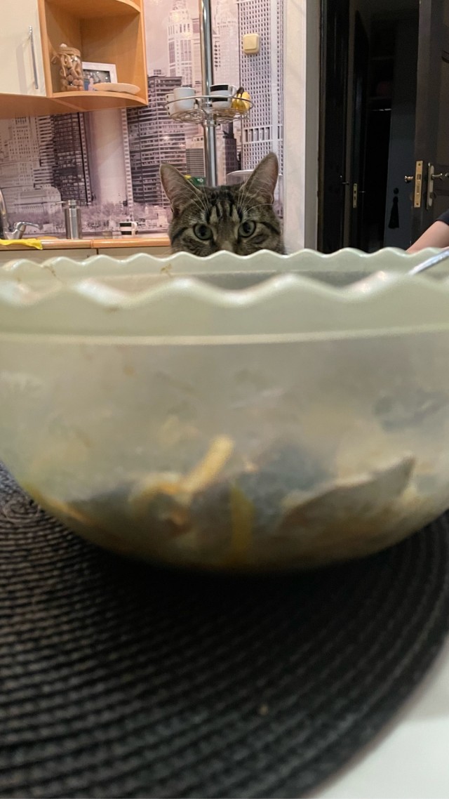 Долой политику, ура котикам!