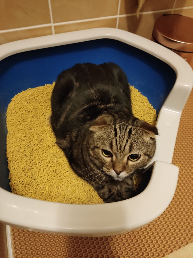 А что это мы котовторник не начинаем? Время пришло!