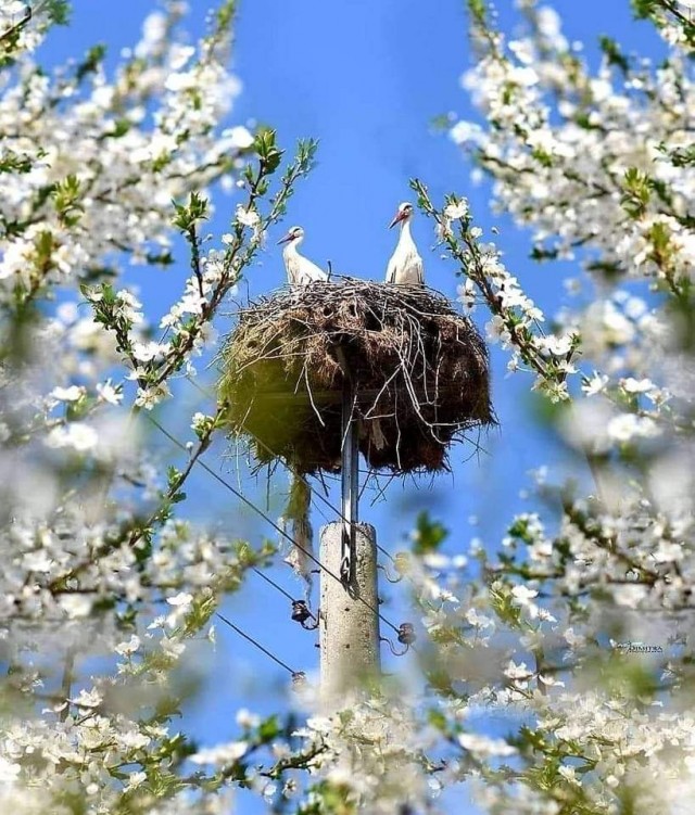 Весна в Узбекистане