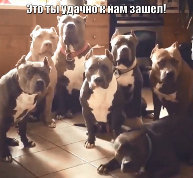 50 оттенков серого. Vol.4  Или самосвал баянов