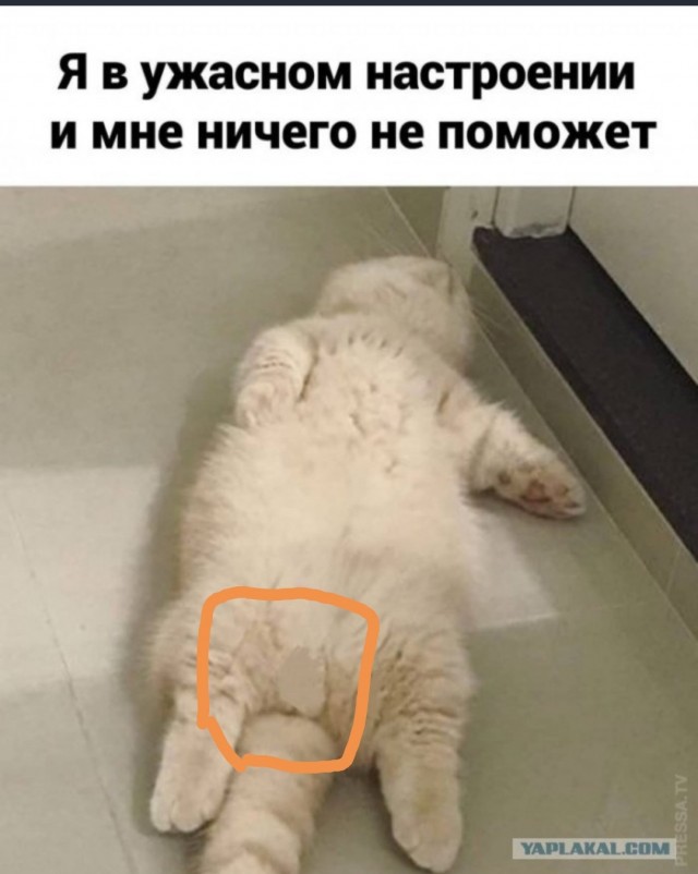 Фото-винегрет-5. Картинки ниапчём и обо всём