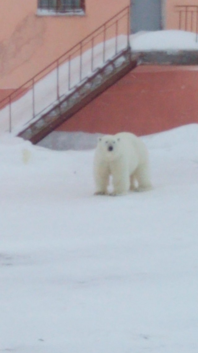 Полярная медведица пробивает дыры во льду, чтобы ее детеныш мог дышать