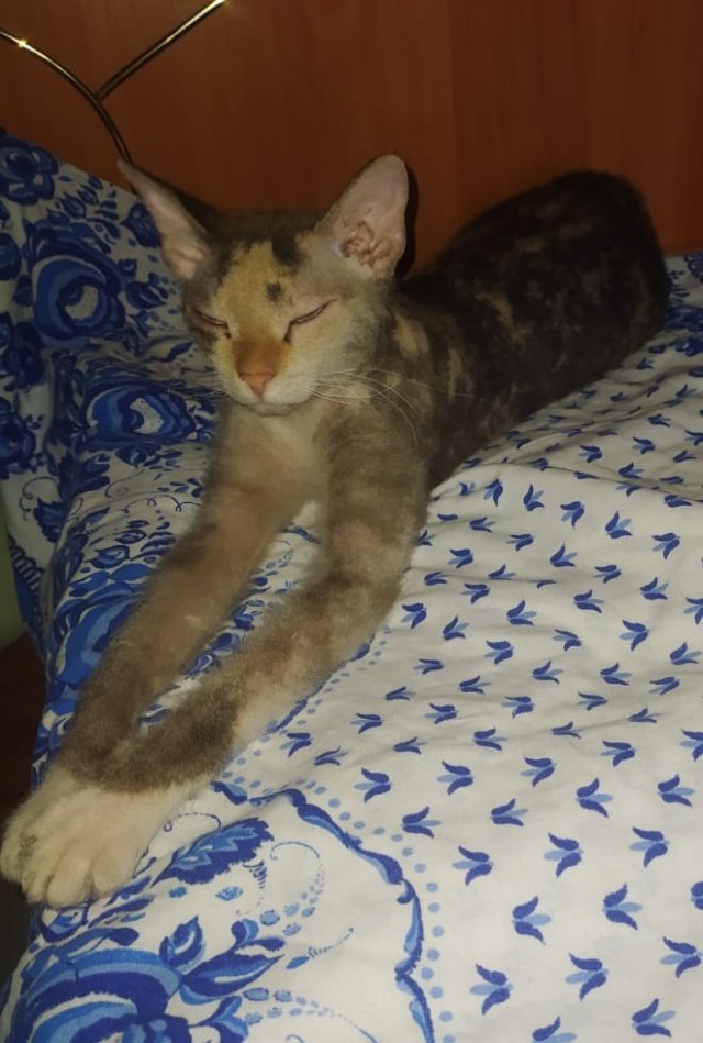 Ориентальная кошка