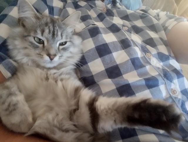 Кот во вторник