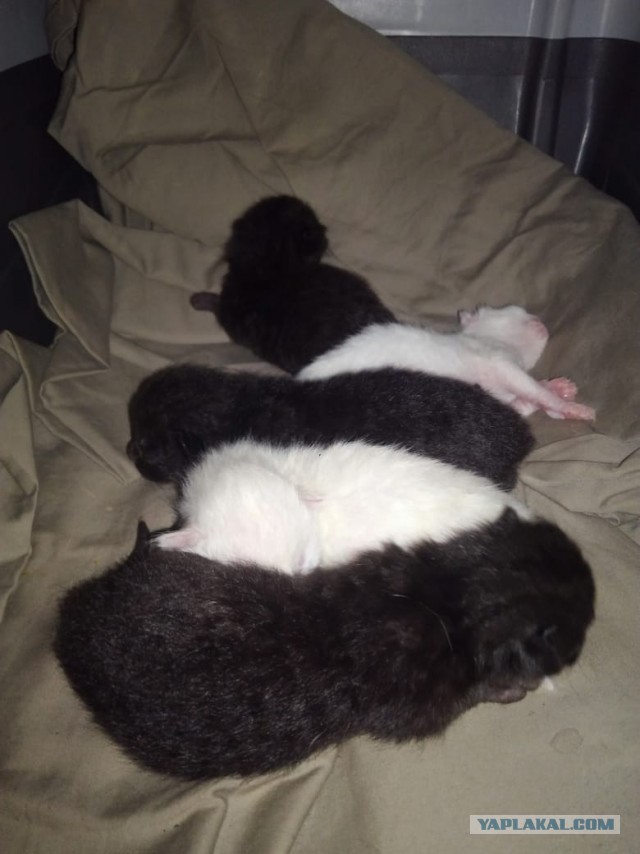 С Котовторником вас! Зовут Чеса!