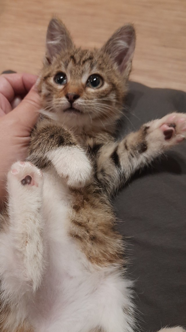Хоть и не котовторник