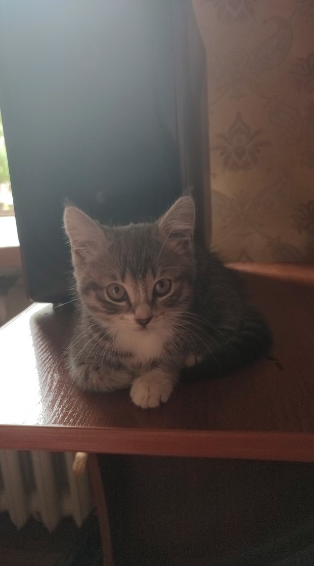 Котовторник 18.10.22