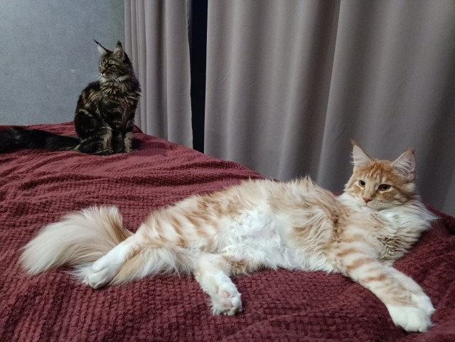 Кошка
