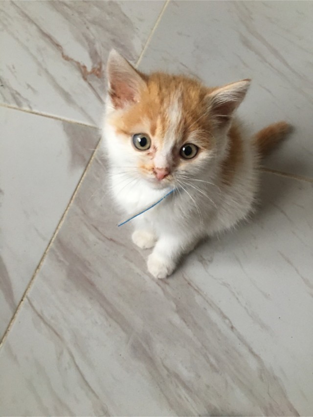 Котовторнику посвящается