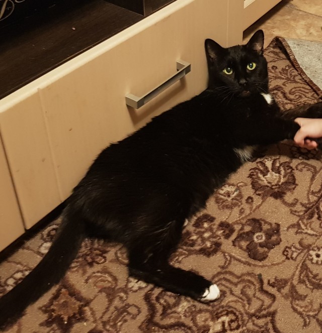 Котовторник