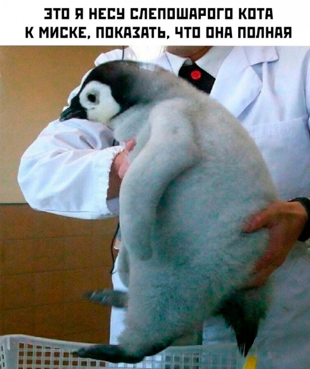 Картинки и мемы, это май-чародей всяко разно - 177