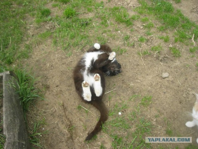 Жизнь домашнего приюта для котеек 447