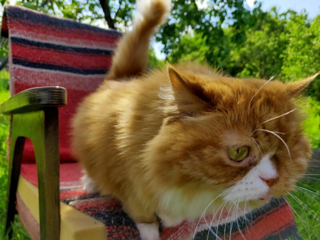 Просто фотопортрет моей кошки к котовторнику
