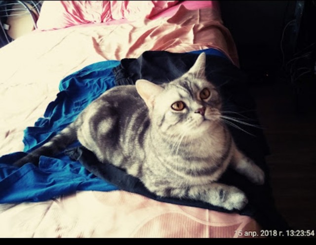 Ловушки для котов