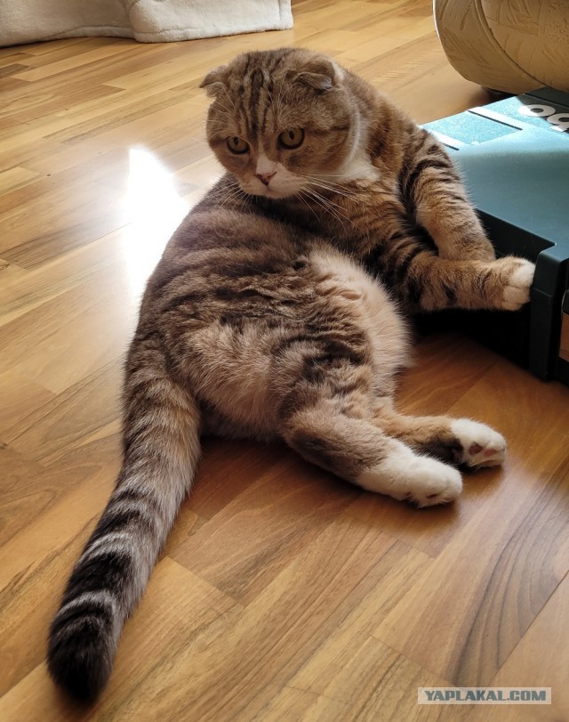 Котовторник! 16+ Коллеги-рабы, отмечаемся, у кого хозяину много лет!