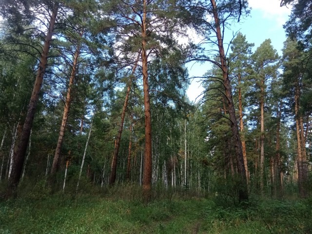 Перекличка грибников