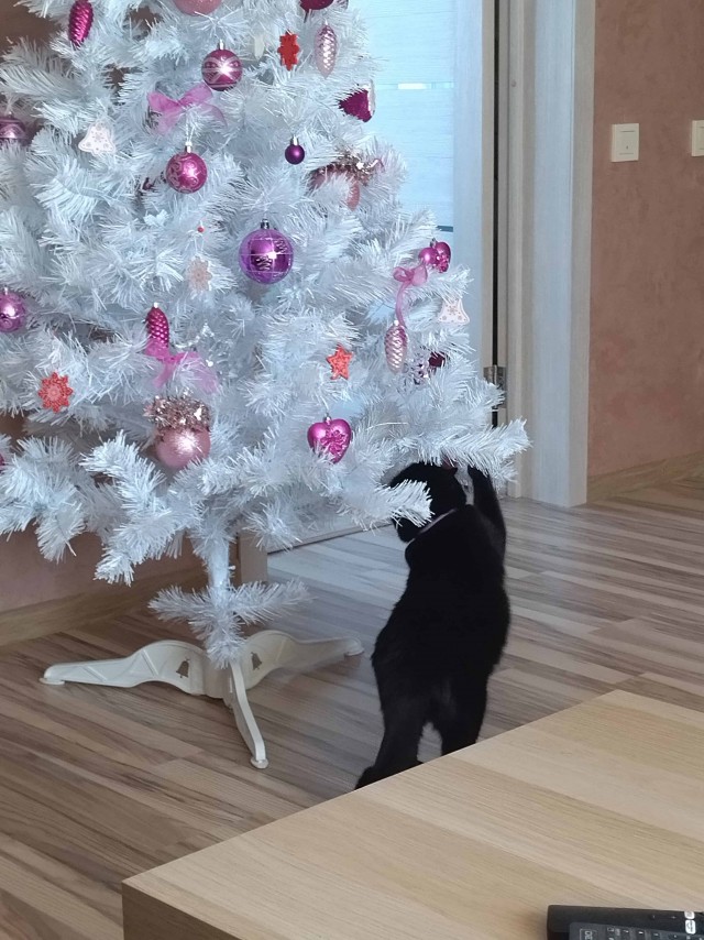 А у нас лапки
