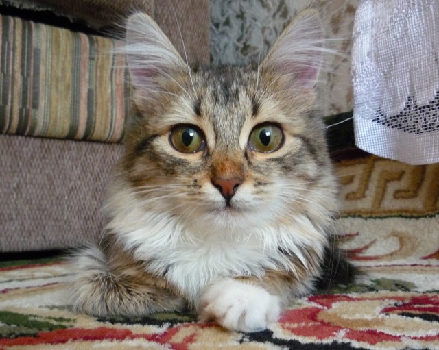 Самая маленькая дикая кошка