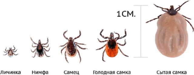 Отряд быстрого деградирования
