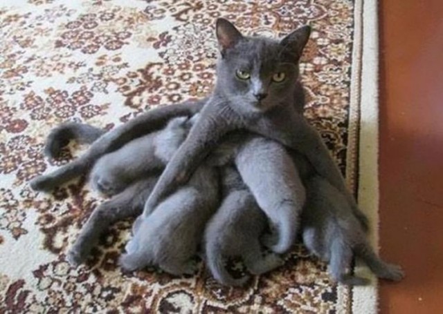 А у нас недавно кошка родила четверых котят
