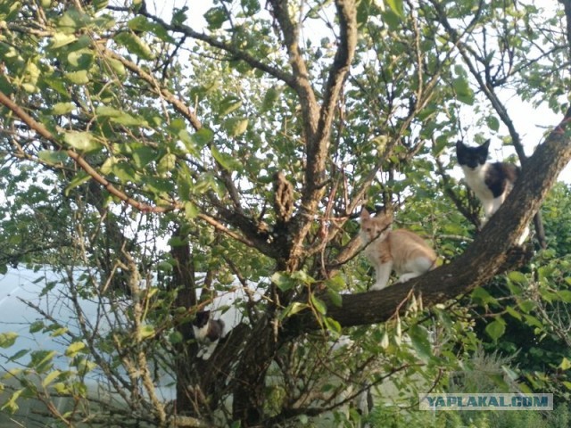 Жизнь домашнего приюта для котеек 507