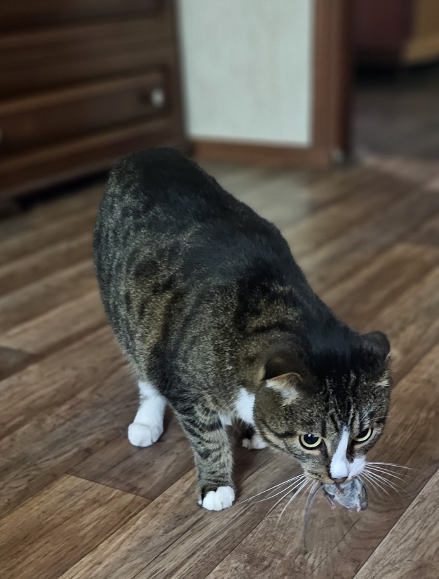Жизнь с котом в одной картинке