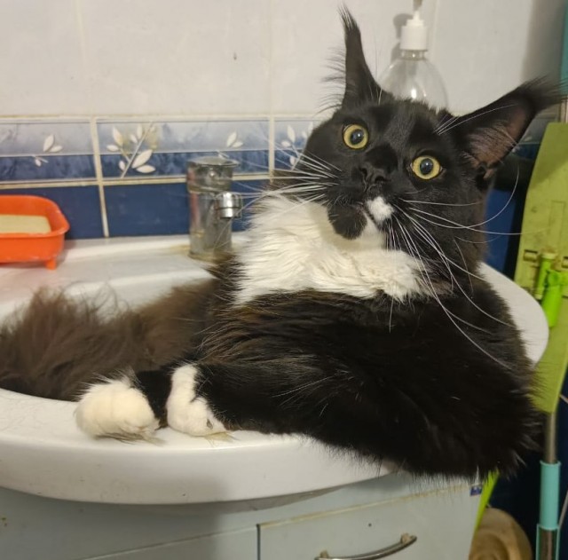 Котёнок с необычной особенностью