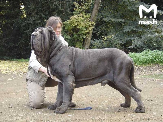 Неаполитанский мастиф гендира асфальтового завода "АБЗ Белый Раст" насмерть загрыз домработницу, пока хозяин находился за границей