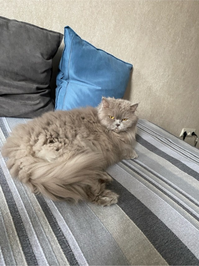 Последний котовторник в этом году