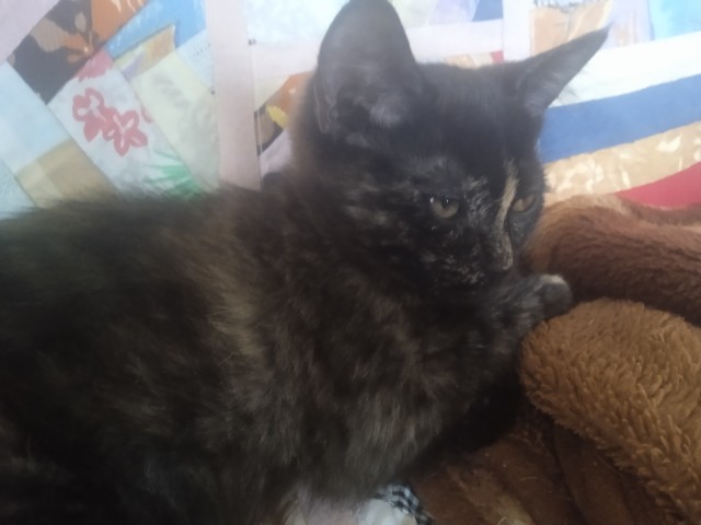 Вернули котёнка