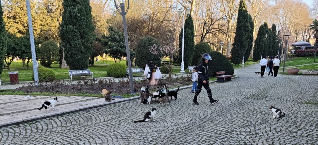 Просто одно котэ