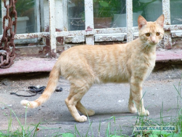 Котовторник 23.07.2013