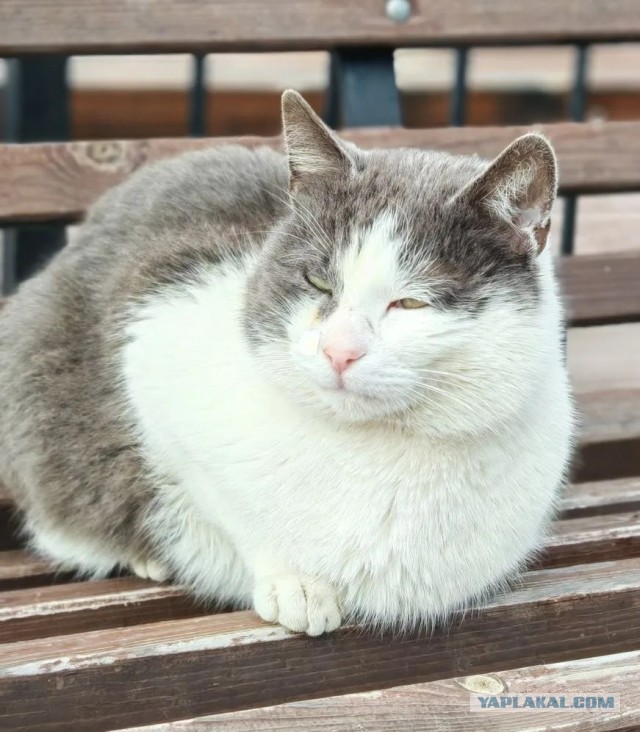 Котовторник. Зифи