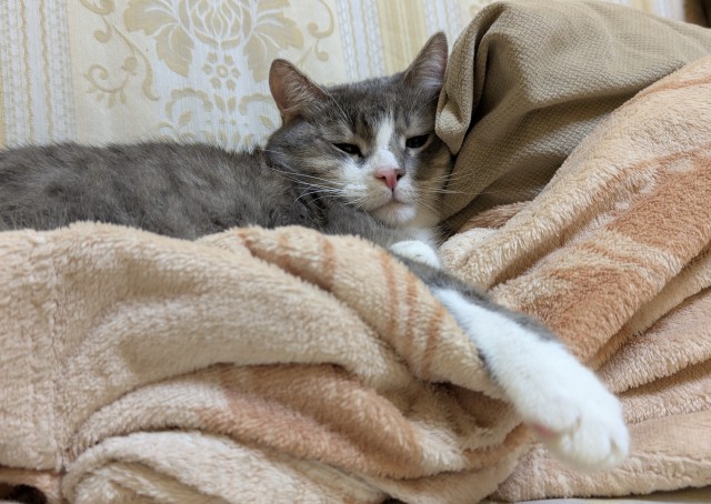 К-котовторник