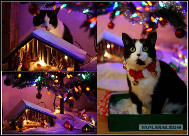 Котовторник   31.12.  2013