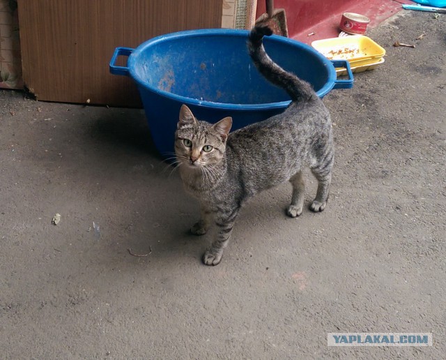 Котовторник 22.07.14
