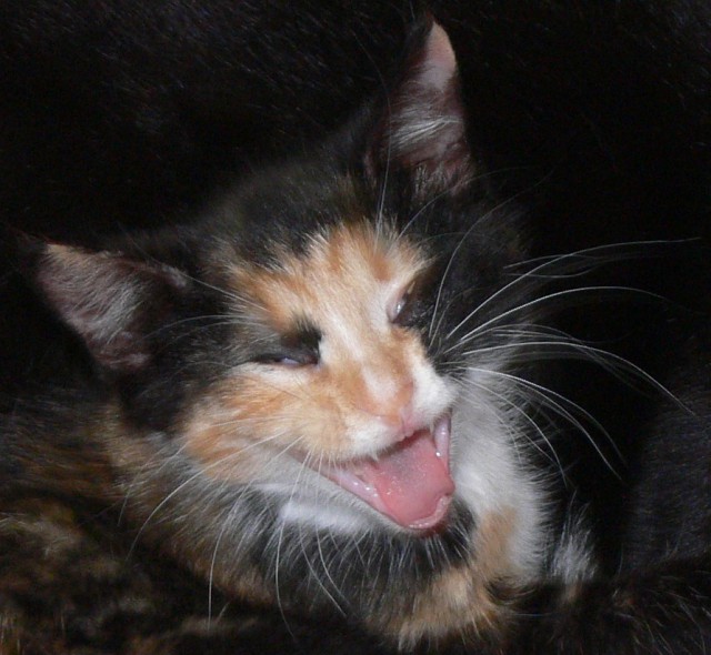 А у тебя есть фото твоей зевающей котейки ?