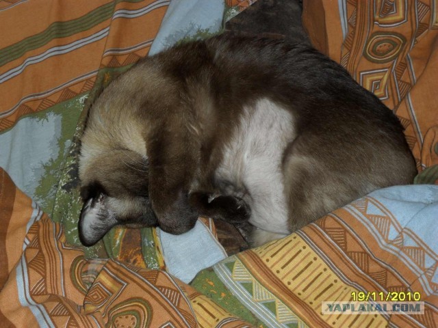 "Хозяин, ты бы за диваном прибрался что-ли..."