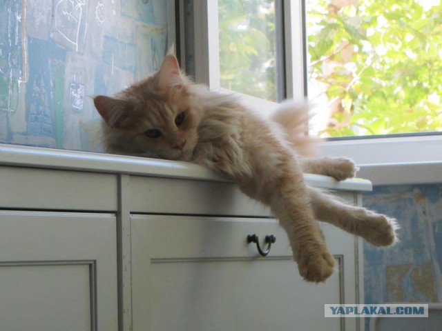 Котовторник 19.08.2014