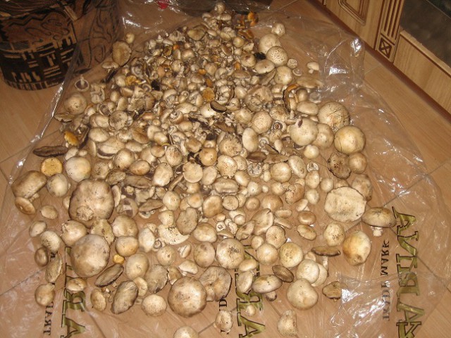 Вспомним лето! Вылазка за грибами.