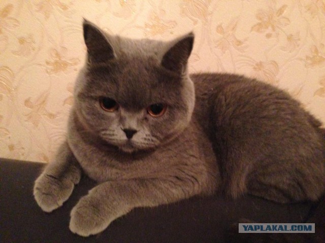 Котовторник (история замечательной котэ) Ириски!
