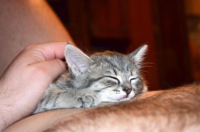 Котовторник 16.06.2015., Котовторник наступил!