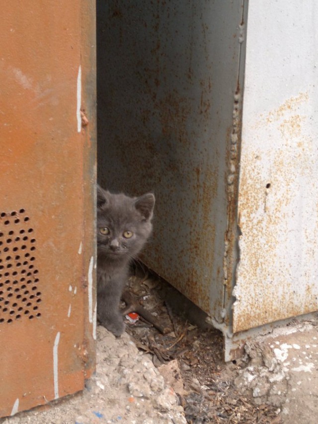 Котовторник  21.07.2015