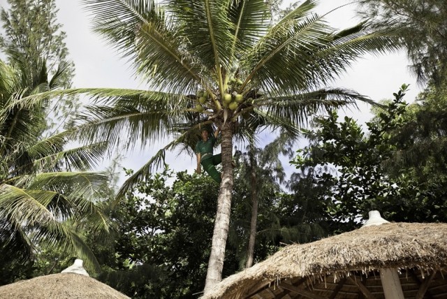 Новогодний чес